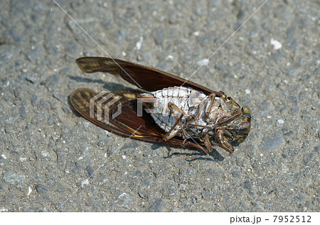 蝉 死骸の写真素材 Pixta