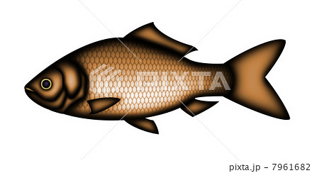 フナのイラスト素材
