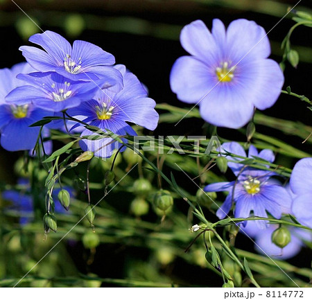 アマ 花 麻の原料 薄青色の写真素材