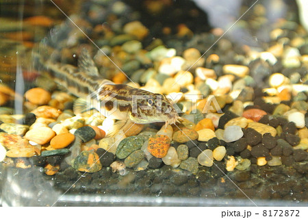 ドジョウ ヤマトシマドジョウ 魚 どじょうの写真素材