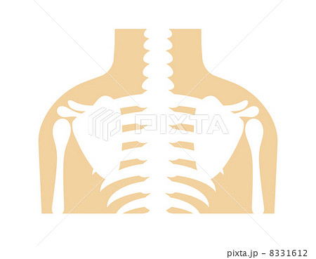 あばら骨のイラスト素材