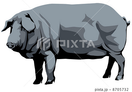 イベリコ豚のイラスト素材
