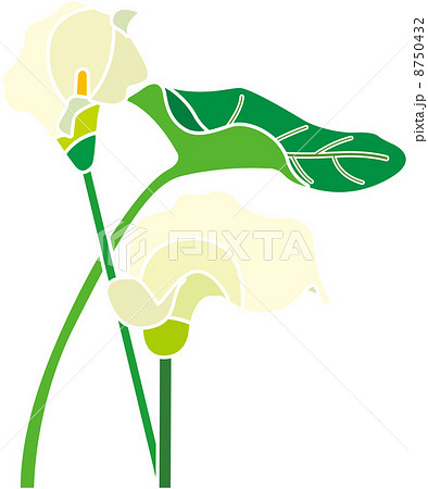 オランダカイウ カラー 花のイラスト素材 Pixta