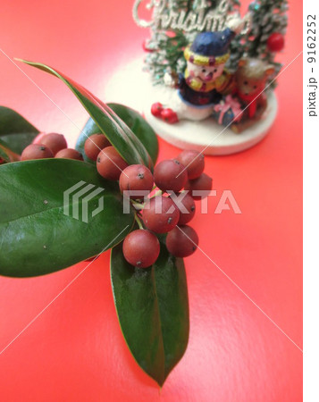 実 赤い実 ヒイラギ 柊 植物 冬 トゲ ギザギザの葉の写真素材