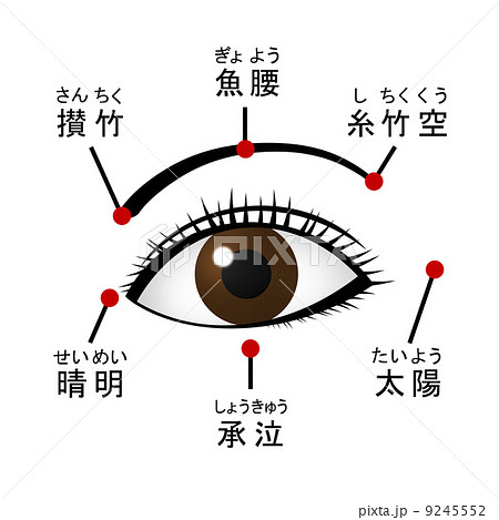 攅竹のイラスト素材