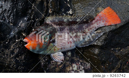 いがめ 魚 はち えがみの写真素材