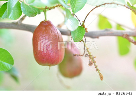 アキー 果実 果物の写真素材