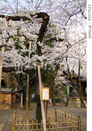 靖国神社の標本木の写真素材