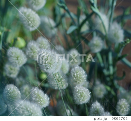 ラグラスバニーテール 植物 花 春の写真素材