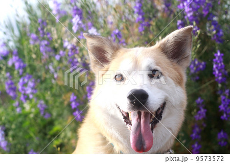 犬 オス 期待 美しいの写真素材