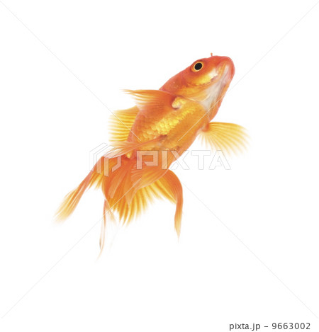金魚 魚 尾びれ 背びれの写真素材