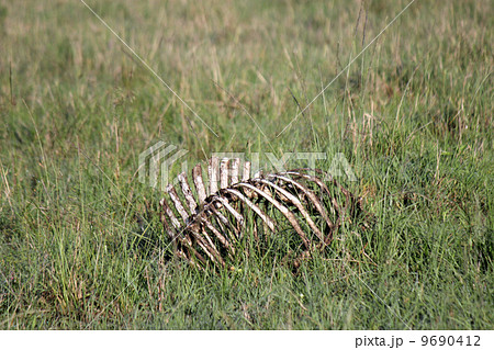 動物 骨 アフリカ ケニアの写真素材