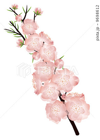 桃 花 桃の花 リアルのイラスト素材