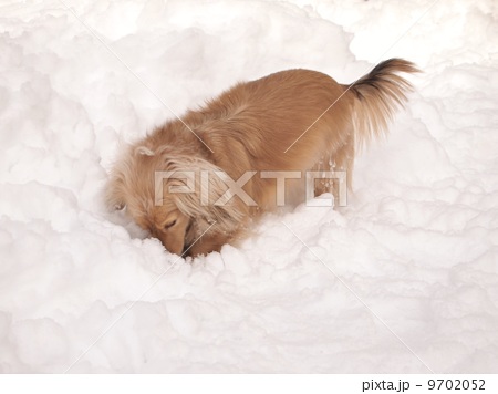 犬 積雪 掘る 白色の写真素材