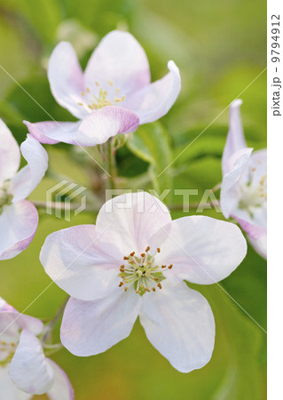 りんごの花の写真素材