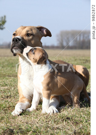 愛玩用牝犬ペット