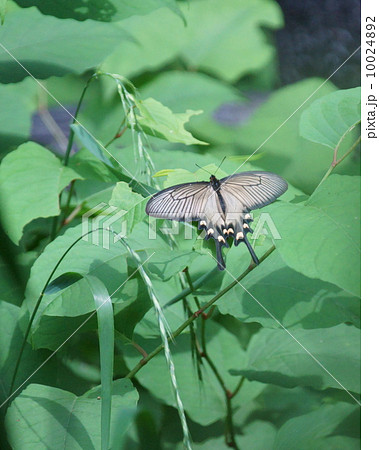 毒蝶の写真素材 - PIXTA