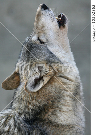 オオカミ ウルフ 動物 動物園の写真素材