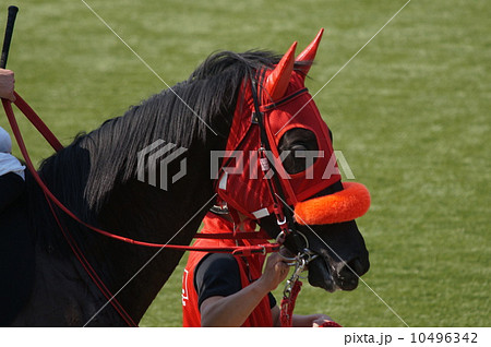 馬 メンコ シャドーロール 競走馬の写真素材 Pixta