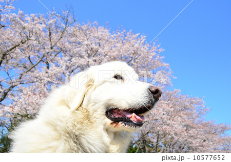 ピレネー犬の写真素材