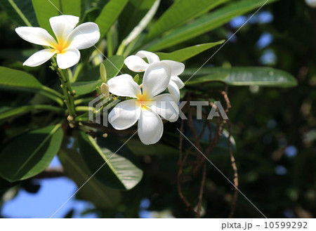 ラントム タイの花 タイ国の写真素材