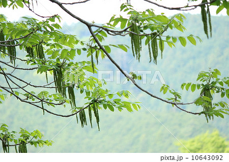 樹木 大木 くるみの木 植物の写真素材