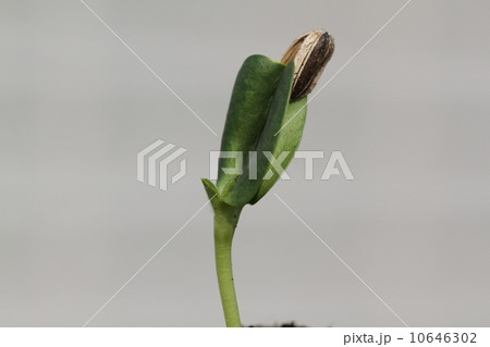 種 ひまわり 発芽の写真素材