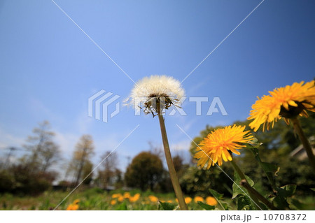 タンポポ ローアングル 黄 緑の写真素材 - PIXTA