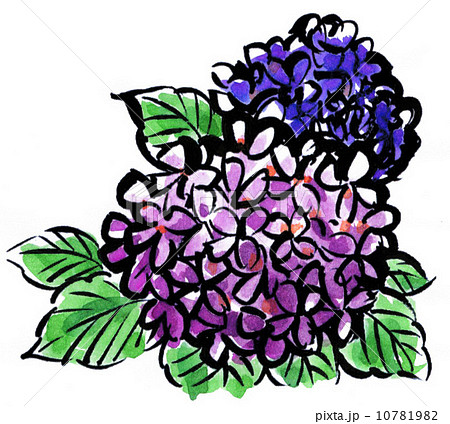 花 紫陽花 水彩 絵手紙風の写真素材