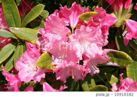 ケイレン毒 葉 高山植物 ピンクの写真素材