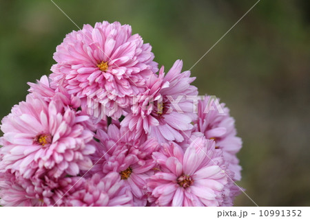 盆栽 秋の花 切り花 ピンク色の花 庭の花 菊の花の写真素材