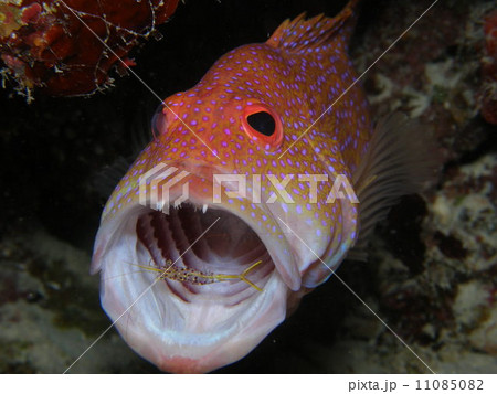 ふぐ 生物 沖縄 フグ ウミウシ デバスズメダイ 磯の写真素材