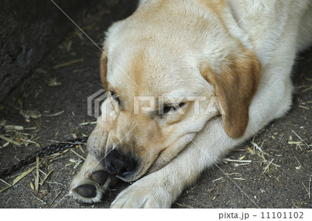 黒鼻 犬の写真素材