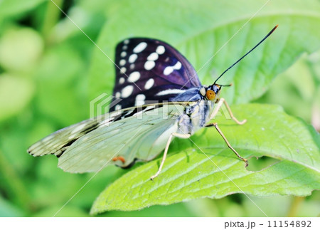 オオムラサキ蝶の写真素材 - PIXTA