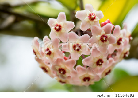 桜蘭 花 室内 特異の写真素材