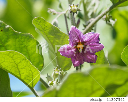 ナスの花の写真素材