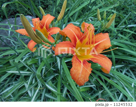 花言葉 いつも一緒 の写真素材