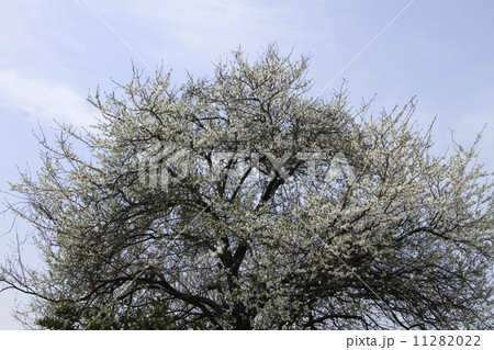 プラム スモモ サクラ亜科 スモモ亜属の写真素材