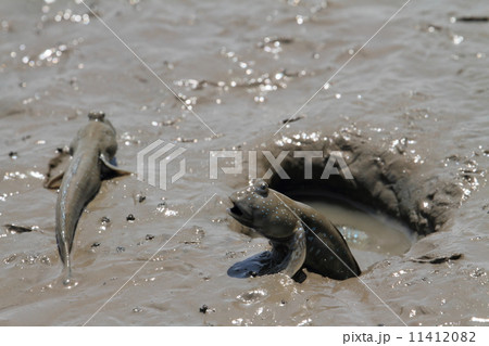 ムツゴロウ 魚 魚類 威嚇の写真素材