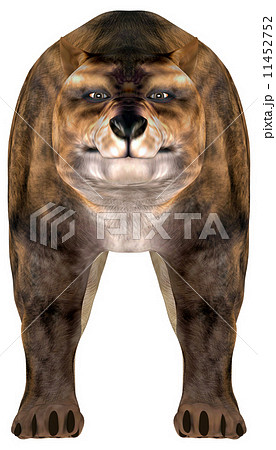 陸生動物 砂漠 骨 肉食 動物 大型のイラスト素材