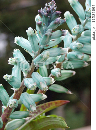 ラケナリア 青緑 花の写真素材