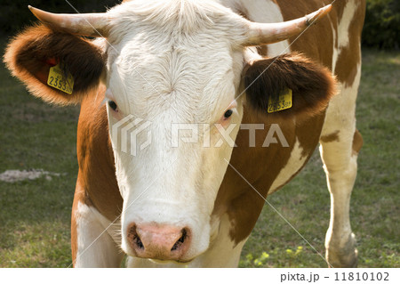 牛 正面 茶色 白の写真素材