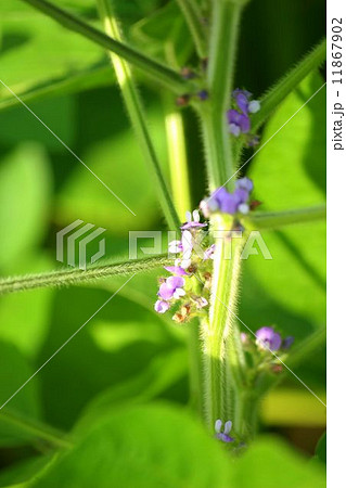 大豆 花 大豆の花 Soybean 畦道の写真素材