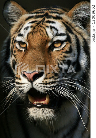 迫力があるトラの写真素材