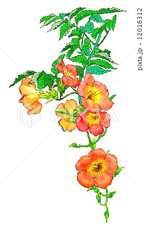 ８月の花のイラスト素材