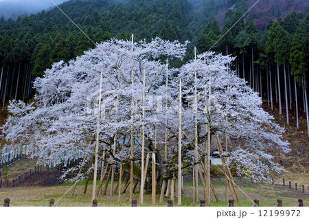 薄墨桜の写真素材 - PIXTA