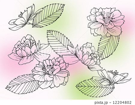 桜 花 線画 ペン画のイラスト素材