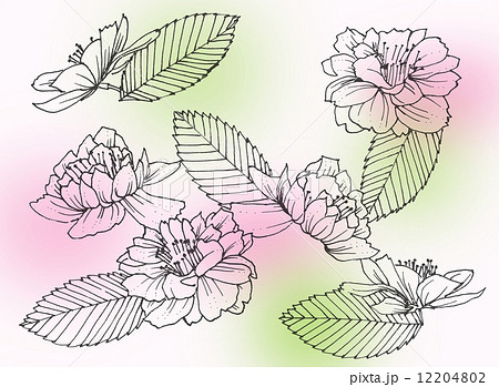 手書き ペン画 線画 花の写真素材