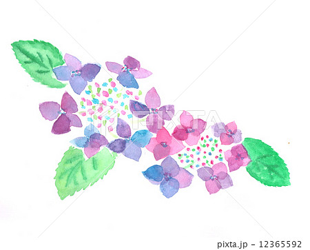 花 紫陽花 紫の花 ６月の花のイラスト素材