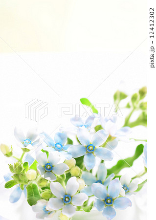ブルースター 花の写真素材